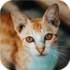 Sfida puzzle gatto-tastica